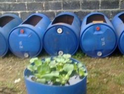 Budidaya Ternak Belut Cara Modern Bikin Cepat Panen