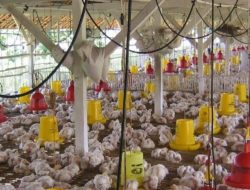 Tips Pengembangan Bisnis Ternak Ayam Potong Pedaging Broiler