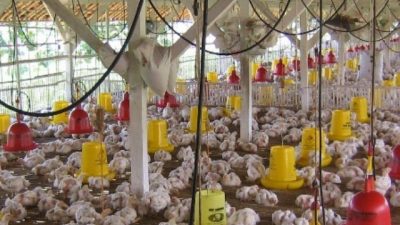 Kiat Sukses Beternak Ayam Potong Pedaging Broiler