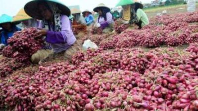Budidaya Bawang Merah dari Pemupukan Sampai Panen