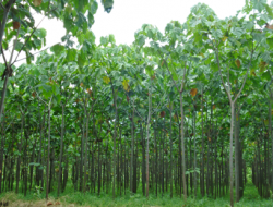 Budidaya Pohon Balsa dan Prospek Bisnis yang Menjanjikan