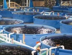 Sukses Budidaya Ternak Belut Secara Modern