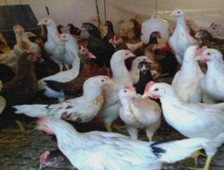 Potensi Bisnis Ayam Kampung Menghasilkan Rejeki Melimpah