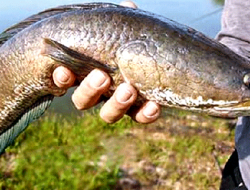 Peluang Budidaya Ikan Gabus Semakin Diminati
