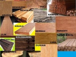 Macam dan Jenis Kayu Yang Sering Dipakai Industri Perkayuan