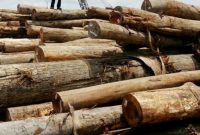 Jenis Kayu Hutan dan Macam Penggunaan Kayu Industri Indonesia