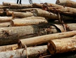 Jenis Kayu Hutan dan Macam Penggunaan Kayu Industri Indonesia