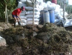 Pakan Ternak Fermentasi dan Konsentrat Bebas Bau Untuk Domba dan Sapi