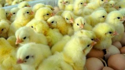 Penyiapan Bibit dan Pemeliharaan Ayam Petelur Secara Modern