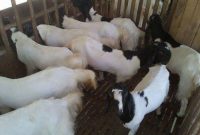 Pemilihan Bibit Ternak  Kambing Sehat dan Produktif