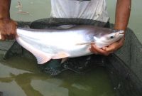 Tips Pemeliharaan dan Pembesaran Ikan Patin secara Intensif