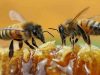 Pedoman Teknis Budidaya Ternak Lebah Madu Modern