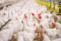 Pinjaman Dana Bank Memperlancar Bisnis Ayam Potong Pedaging Broiler