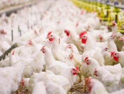 Pinjaman Dana Bank Memperlancar Bisnis Ayam Potong Pedaging Broiler