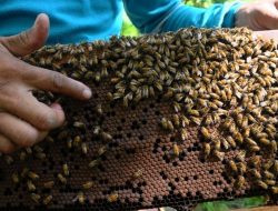 Hama Penyakit Ternak Lebah Madu dan Bagaimana Cara Mencegahnya ?