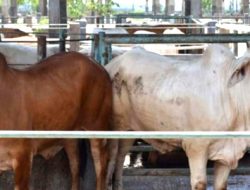 Pengembangan Agroindustri Peternakan Sapi Targetkan Cukupi 90% Kebutuhan Daging Nasional