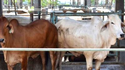 Pengembangan Agroindustri Peternakan Sapi Targetkan Cukupi 90% Kebutuhan Daging Nasional