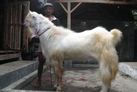 Ternak Kambing Etawa Banyak Berkembang di Tanah Indonesia