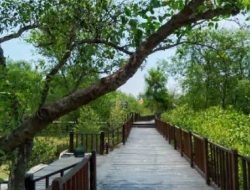 Berpiknik Ke Hutan Mangrove Surabaya, Sambil Menikmati Pemandangan Laut
