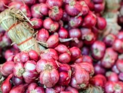 Manfaat Bawang Merah Selain Untuk Rempah Juga Obat Tradisional