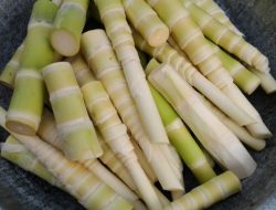 Pengertian Rebung Serta Manfaat dan Kandungan di dalam Rebung