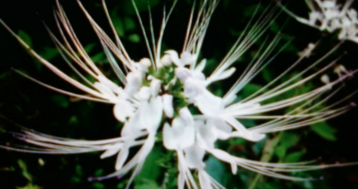 Pengertian dan Ciri-Ciri Kumis Kucing