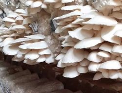 Mengenal Manfaat Tumbuhan Jamur Tiram dan Cara Budidayanya