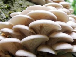 Kandungan Antioksidan Jamur Tiram dan Manfaatnya Untuk Kesehatan