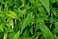 Pengertian Dari Daun Sambiloto Serta Ciri-ciri dan Manfaatnya