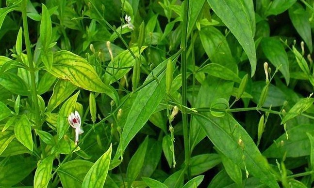 Gambar Tanaman Sambiloto