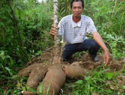 Jadi Jutawan, Bertani Singkong