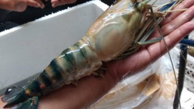 Tips Sukses Bisnis Udang Galah dan Meminimalisir Kerugian
