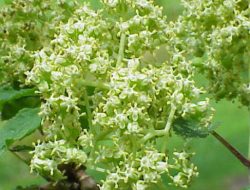 Manfaat Tanaman Sangitan Untuk Menyembuhkan Penyakit