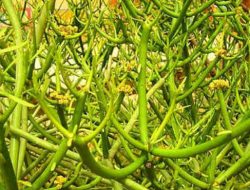 Apa yang Dimaksud Dengan Tumbuhan Patah Tulang? Simak Sini