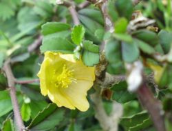 Manfaat Dari Tumbuhan Sidaguri