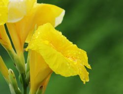 Pengertian dan Manfaat Tanaman Tasbeh Untuk Obat