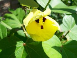 Apa Itu Kapasan dan Apa Saja Manfaatnya? Simak Sini