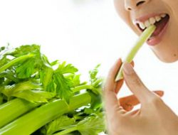 Macam-Macam Manfaat Kesehatan Dari Tanaman Seledri