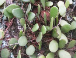 Manfaat Tumbuhan Picisan Bagi Kesehatan Tubuh