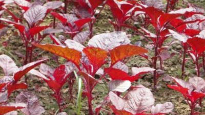 Mengobati Disentri dan Mengatasi Kurang Darah Dengan Bayam