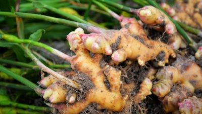 Tahap Pembibitan Budidaya Jahe Cepat Panen