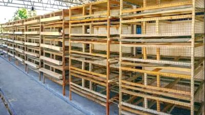 Kandang Puyuh Petelur Semi Modern dan Tingkatkan Produksi Telur