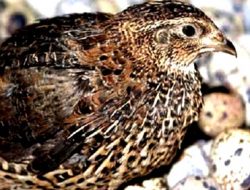 Pertumbuhan Puyuh Lebih Maksimal dengan Cahaya Monokromatik