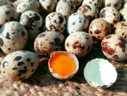 Produksi Telur Puyuh dapat Maksimal, Berikut Rahasianya