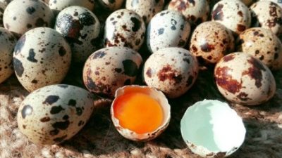 Produksi Telur Puyuh dapat Maksimal, Berikut Rahasianya