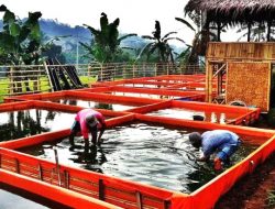 Kolam Terpal Sangat Efektif Untuk Budidaya Ternak Lele