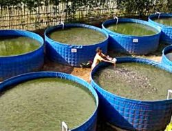 Budidaya Ternak Lele Siap Target Panen, Cobalah Kolam Lele Sistem Bioflok