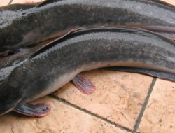 Mengenal Jenis Ikan Lele Dumbo di Kepulauan Indonesia