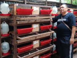 Tips Kandang Indukan Puyuh Dan Kandang Burung Puyuh Dewasa