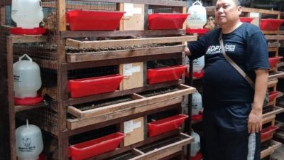 Tips Kandang Indukan Puyuh Dan Kandang Burung Puyuh Dewasa